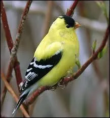 Quel est cet oiseau ?