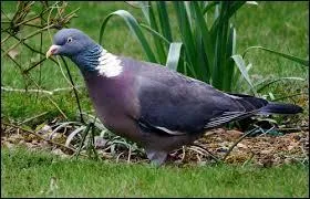 Quel est cet oiseau ?