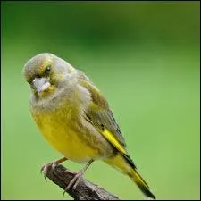 Quel est cet oiseau ?