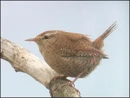 Quel est cet oiseau ?