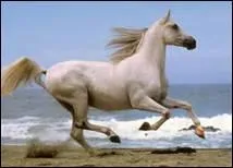 Est-il possible de galoper en arrire ?