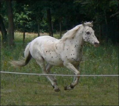 Un cheval peut-il dpasser les 100 km/h en galopant ?