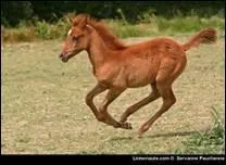 Comment peut-on dfinir l'allure  galop  ?