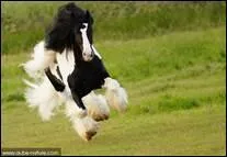 Le cheval galope-t-il  droite ou  gauche ?