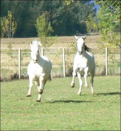 Au galop  droite, quel est le premier membre  tre pos au sol ?