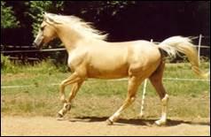 Quelle est la vitesse moyenne d'un cheval au trot ?