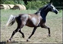 Dans quel ordre le cheval pose-t-il ses pieds quand il est au trot ?