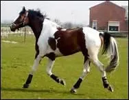 Comment peut-on amliorer son liant au trot ?