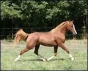 Que signifie trotter sur le bon diagonal ?