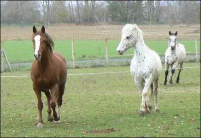 Comment garder les mains fixes pendant le trot ?