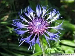 La Centaure des montagnes est...