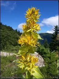 La grande gentiane jaune est...
