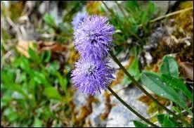 Le Globulaire  tige nue est...