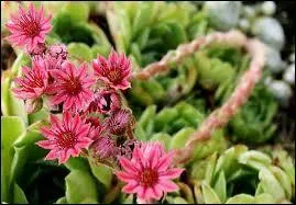 La Joubarbe des montagnes est...