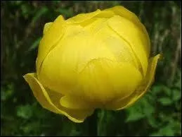 Le Trolle d'Europe est...