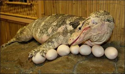 Combien d'ufs pond Mme Kipling ?