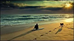 Que pouvez-vous observer sur cette image ?