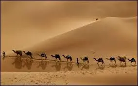 Sans compter les humains évidemment, combien d'animaux pouvez-vous apercevoir ?