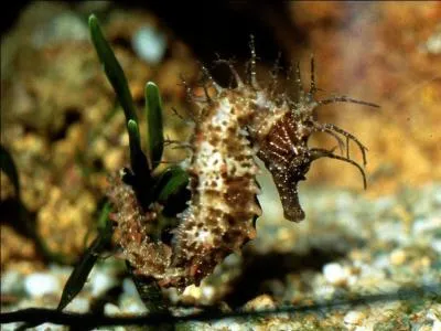 Combien de temps l'hippocampe met-il pour parcourir 25 cm ?