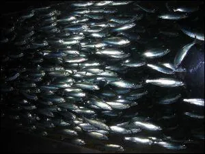 Quelle est la teinte du dos du hareng ?