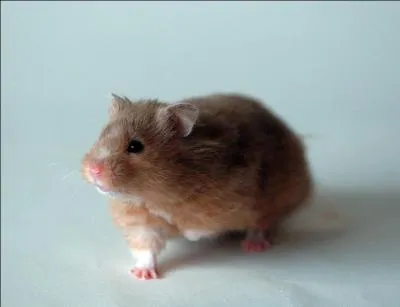 Dans quel pays a t dcouvert le hamster vers 1932 ?