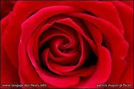 De quelle couleur est cette rose ?