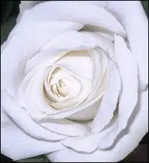 De quelle couleur est cette rose ?