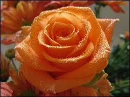 De quelle couleur est cette rose ?