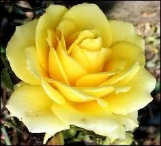 De quelle couleur est cette rose ?