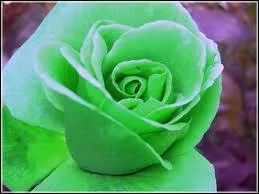 De quelle couleur est cette rose ?