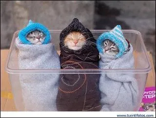 Gardez votre sang froid ! Quelle expression convient le mieux   sans pouvoir dire que le stress influe sur notre sang, il a une influence prouve sur la sant  ?