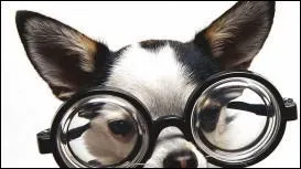 Il est dans la panade, ses lunettes sont trop grandes ! Aller sur l'ordinateur abme-t-il les yeux ?