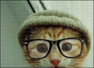 Il rsout tout les problmes : c'est le chat d'Einstein ! La taille du cerveau dpend-elle de l'intelligence de la personne ?