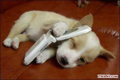 Si vous ne trouvez pas le nom de cette chanteuse, et bien appelez-moi !