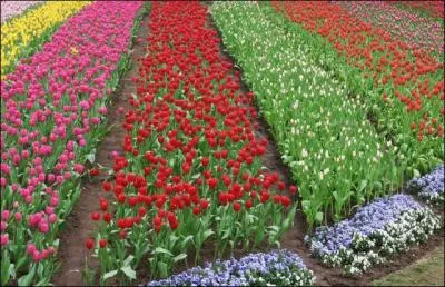 Pour retrouver le titre de cette chanson de Cora, ce champ de tulipes est absolument  Capitale , et la faute d'orthographe est voulue !