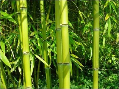 Vous n'aurez aucun renseignement, mais vous allez trouver le nom de ce chanteur !