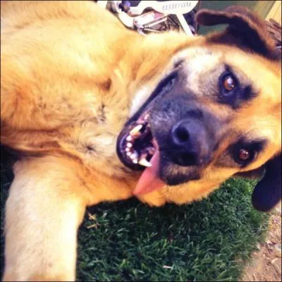 Comment s'appelle son chien ?