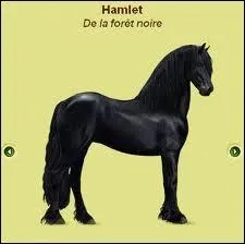 Quelle est cette race de cheval ?