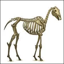 Quelle est cette robe ?