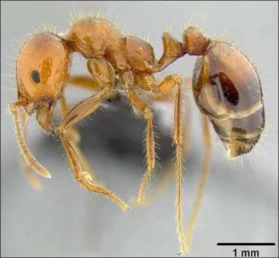 Dans quel pays des fourmis sont-elles en train d'attaquer des maisons ?