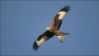 La semaine dernire, un rapace fut bloqu dans le pare-chocs d'une voiture suisse :