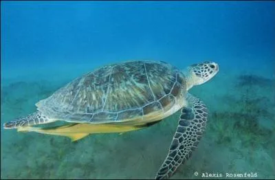 Pour quel animal un homme australien a-t-il cousu des maillots de bain ?