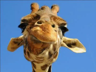 Dans quelle(s) langue(s) le mot  giraffe  est-il bien crit ?