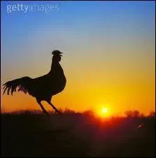 Le coq commence  chanter  l'aube :