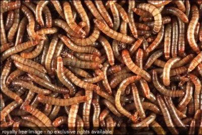 De quelle couleur est l'asticot petshop ?