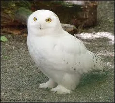 Dans le septime tome, la chouette d'Harry meurt, mais au fait comment s'appelle-t-elle ?