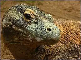 Quel est le nom latin du varan de Komodo ?