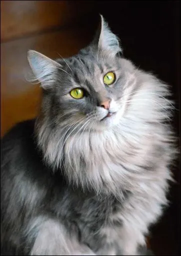 Quel est le nom latin du chat  commun  ?