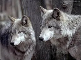 Quel est le nom latin du loup ?