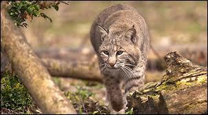 Quel est le nom latin du lynx roux ?